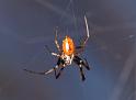 Nephila_ZZ310_D3508_Z_90_Karinji NP_Australie